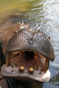 zuid-afrika-jessica-het-tamme-nijlpaard-10