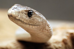 zuid-afrika-khamai-reptielencentrum-01