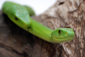 zuid-afrika-khamai-reptielencentrum-02