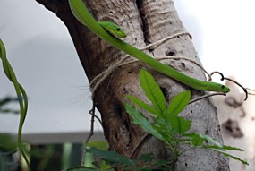 zuid-afrika-khamai-reptielencentrum-03