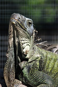 zuid-afrika-khamai-reptielencentrum-04