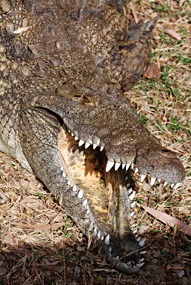 zuid-afrika-khamai-reptielencentrum-05