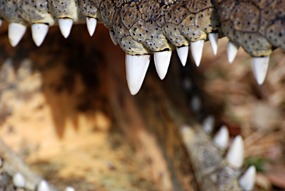 zuid-afrika-khamai-reptielencentrum-06