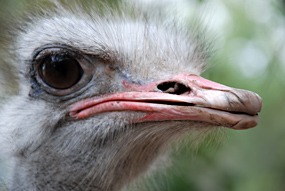 zuid-afrika-khamai-reptielencentrum-09