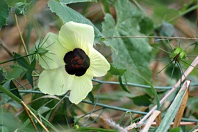 zuid-afrika-krugerpark-bloem-01