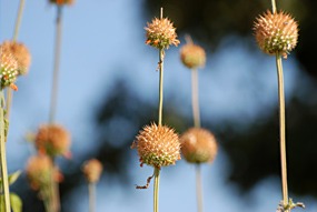 zuid-afrika-krugerpark-bloem-02