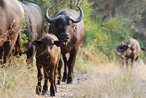 zuid-afrika-krugerpark-buffel-01