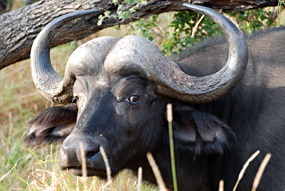zuid-afrika-krugerpark-buffel-02