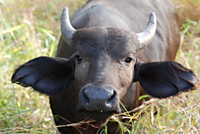 zuid-afrika-krugerpark-buffel-03