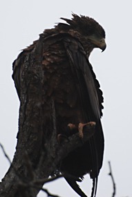 zuid-afrika-krugerpark-dieren-01