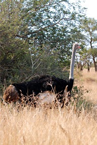 zuid-afrika-krugerpark-dieren-02