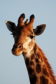 zuid-afrika-krugerpark-dieren-03