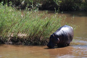 zuid-afrika-krugerpark-dieren-04