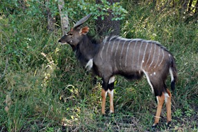zuid-afrika-krugerpark-dieren-05