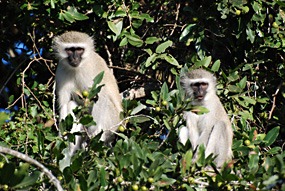 zuid-afrika-krugerpark-dieren-06