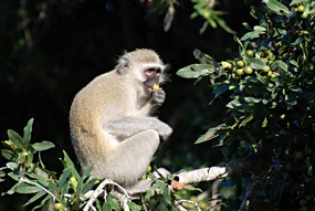 zuid-afrika-krugerpark-dieren-07