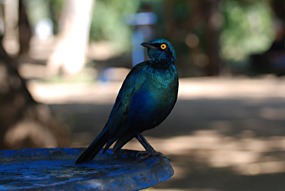 zuid-afrika-krugerpark-dieren-08