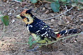 zuid-afrika-krugerpark-dieren-09