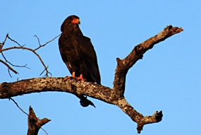 zuid-afrika-krugerpark-dieren-10