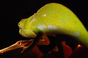 zuid-afrika-krugerpark-dieren-11