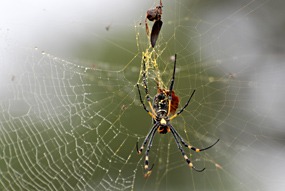 zuid-afrika-krugerpark-dieren-12