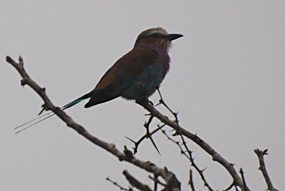 zuid-afrika-krugerpark-dieren-13