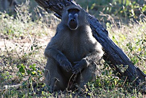 zuid-afrika-krugerpark-dieren-14