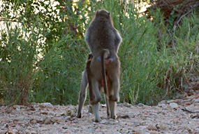 zuid-afrika-krugerpark-dieren-15