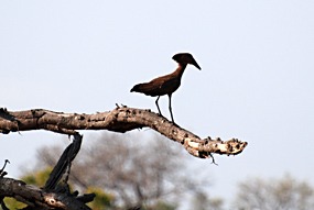 zuid-afrika-krugerpark-dieren-16