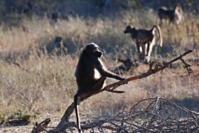 zuid-afrika-krugerpark-dieren-17