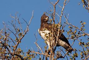 zuid-afrika-krugerpark-dieren-18