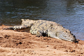 zuid-afrika-krugerpark-dieren-19