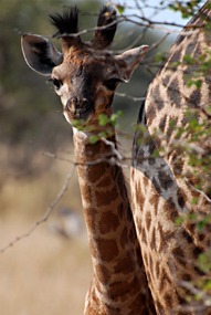 zuid-afrika-krugerpark-dieren-20