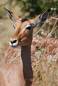 zuid-afrika-krugerpark-dieren-21