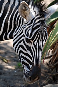 zuid-afrika-krugerpark-dieren-22