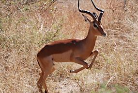 zuid-afrika-krugerpark-dieren-23