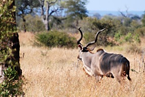 zuid-afrika-krugerpark-dieren-24
