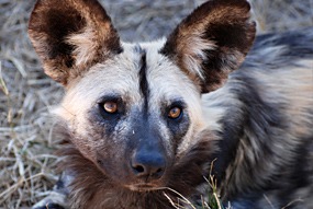 zuid-afrika-krugerpark-dieren-25