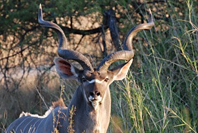 zuid-afrika-krugerpark-dieren-26