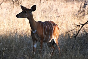 zuid-afrika-krugerpark-impala-01