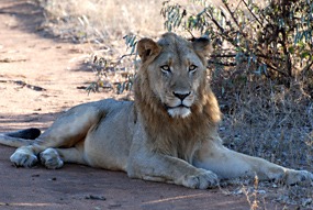 zuid-afrika-krugerpark-leeuw-01