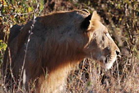 zuid-afrika-krugerpark-leeuw-02
