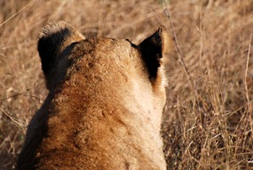 zuid-afrika-krugerpark-leeuw-03