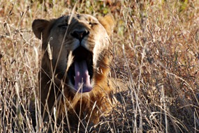zuid-afrika-krugerpark-leeuw-04