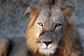 zuid-afrika-krugerpark-leeuw-05