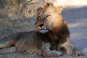 zuid-afrika-krugerpark-leeuw-06