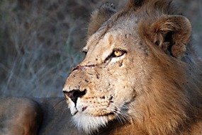 zuid-afrika-krugerpark-leeuw-07