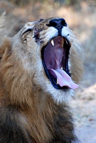 zuid-afrika-krugerpark-leeuw-08