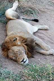 zuid-afrika-krugerpark-leeuw-09
