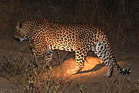zuid-afrika-krugerpark-luipaard-01